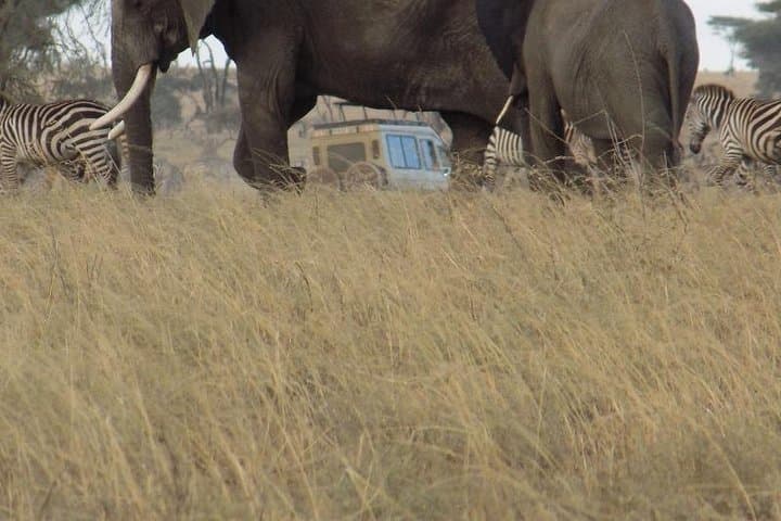 Private Tarangire Day Safari: Elephants, Tree‑Climbing Lions & Practical Game‑Drive Tips photo 4