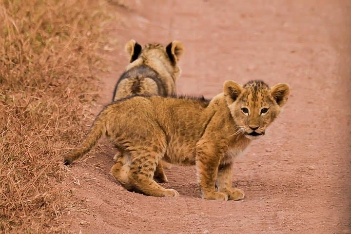 Private Tarangire Day Safari: Elephants, Tree‑Climbing Lions & Practical Game‑Drive Tips photo 5