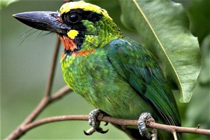 Phulchoki Bird-Watching Hike: Kathmandu’s High-Elevation Birding & Rhododendron Trails photo 3
