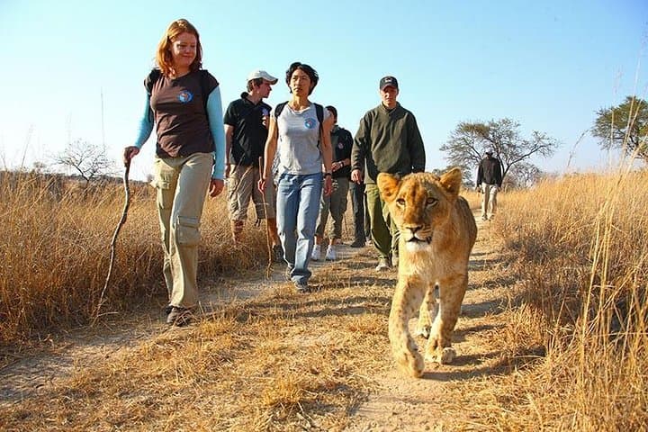 Explorers Village Dome Tents: 3-Night Victoria Falls Adventure & Chobe Safari photo 4