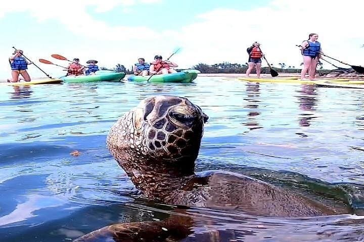 North Shore Paddle & Snorkel: Kevo's Beach Bus Full-Day Adventure from Waikiki photo 2
