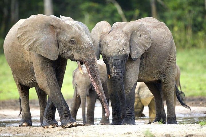Full-Day Lake Manyara Safari — Tree-Climbing Lions, Hippos & Birdlife