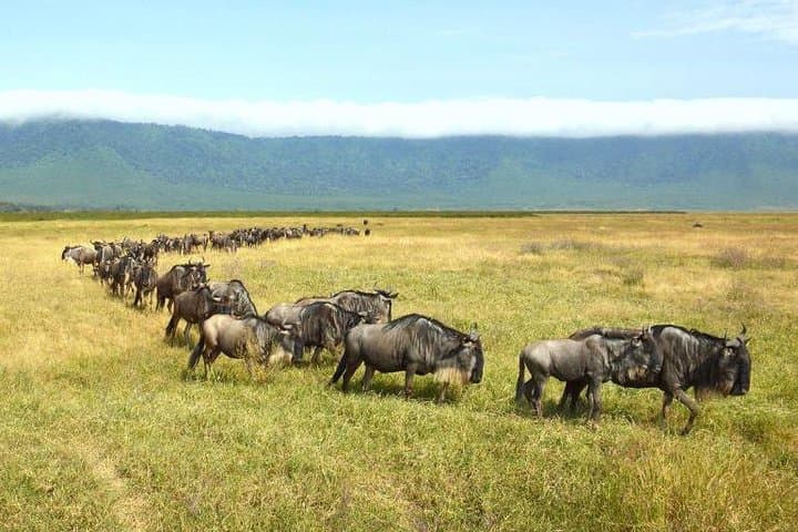 Ngorongoro Crater Day Trip: Big Five Safari from Arusha