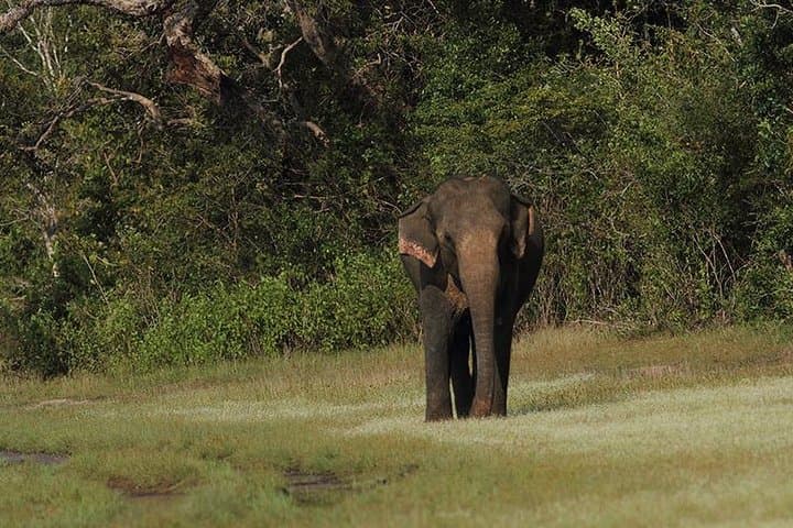 Yala National Park Jeep Safari Day Tour from Colombo & Negombo — All-Inclusive photo 5