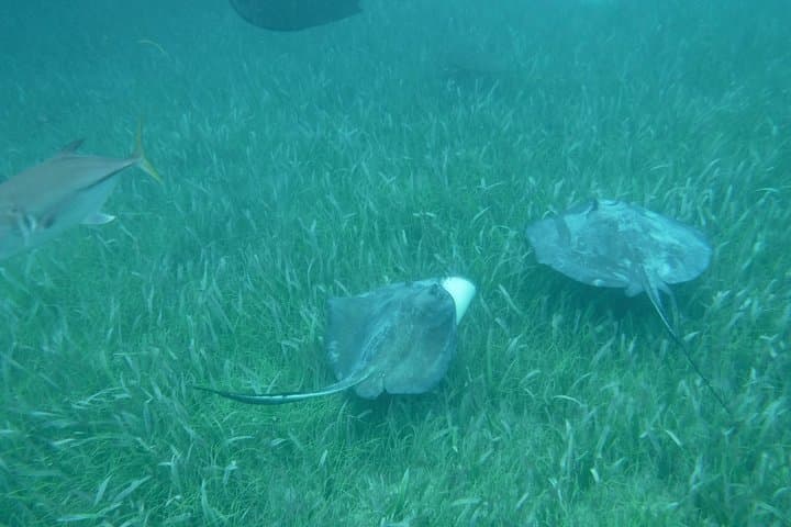 Full-Day Sail and Snorkel to St. John National Park from Sapphire Beach photo 6