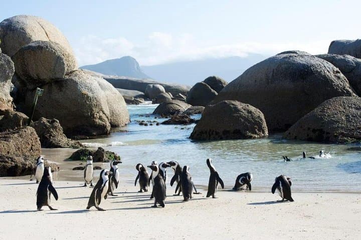 Drive the Cape Peninsula: Cape Point, Chapman's Peak & Seal Island Ferry photo 4