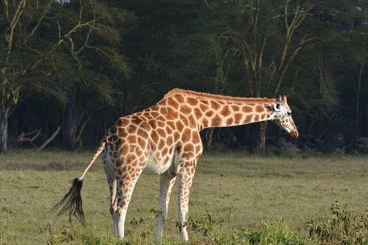 Nairobi National Park Half Day Safari: A Unique Wildlife Experience on the Edge of a City photo 5
