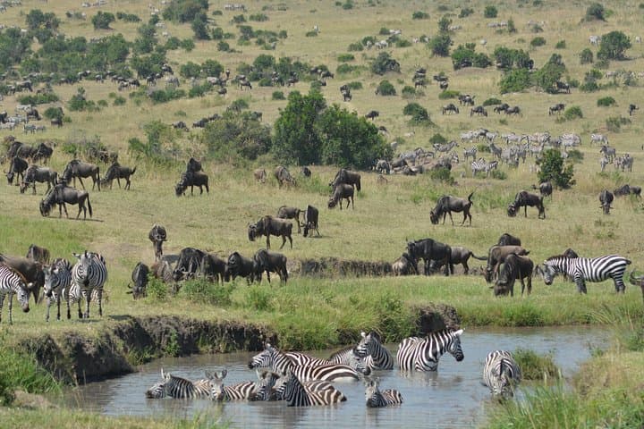 Nairobi National Park Half Day Safari: A Unique Wildlife Experience on the Edge of a City photo 6