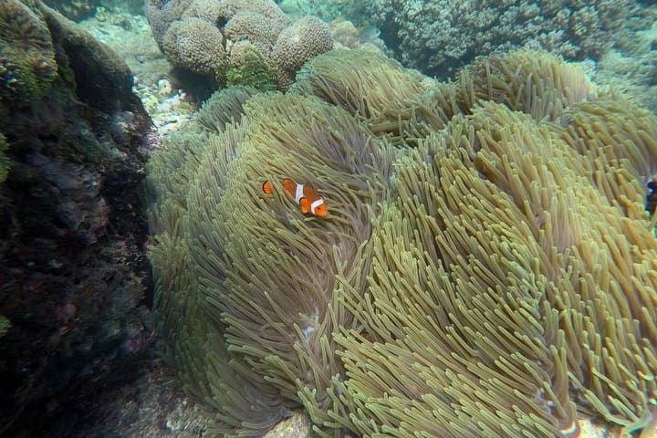 Blue Lagoon & Tanjung Jepun Snorkeling — 2-Hour Guided Trip in Padang Bai photo 3