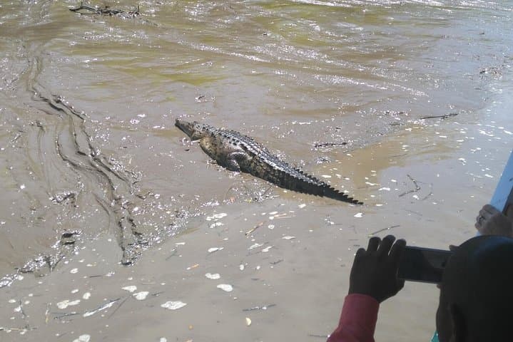 Tempisque River Wildlife Boat Safari & Ranch Cultural Experience from Tamarindo