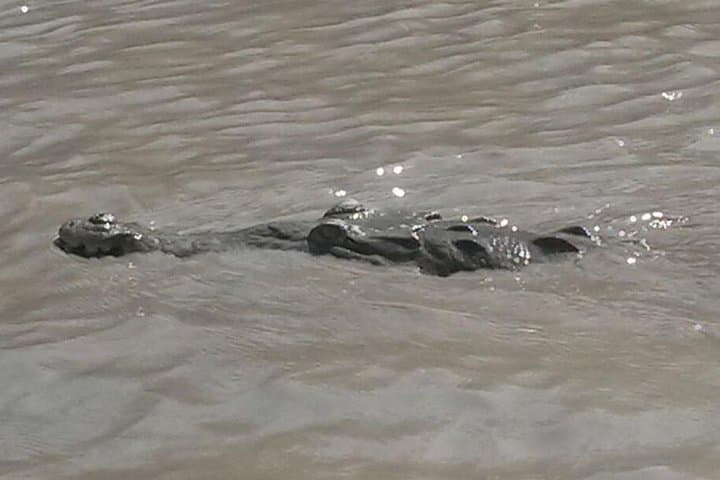 Tempisque River Wildlife Boat Safari & Ranch Cultural Experience from Tamarindo photo 2