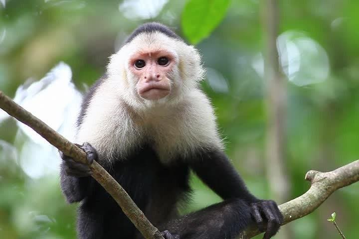 Tempisque River Wildlife Boat Safari & Ranch Cultural Experience from Tamarindo photo 5