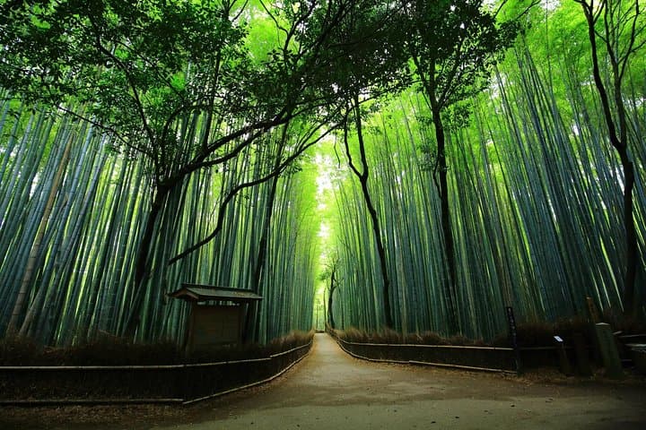 Private Arashiyama & Sagano Bamboo Grove Tour: Togetsukyo, Temples & Moss Gardens photo 1