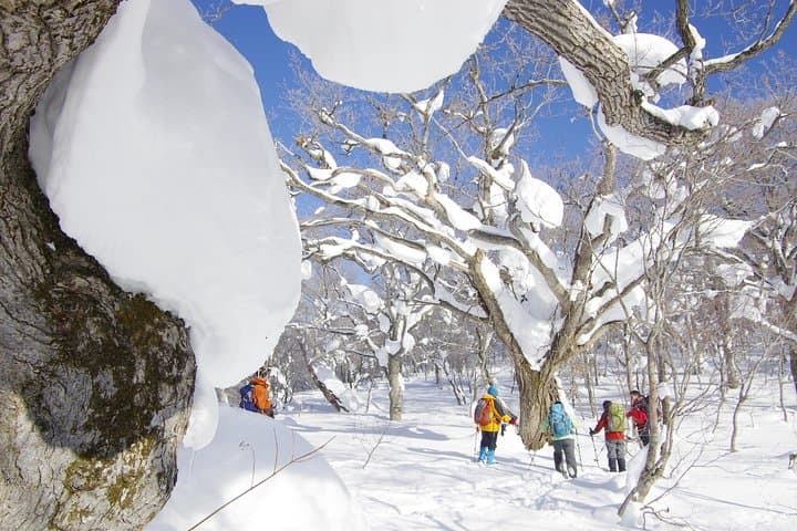 Goshougake Oyunuma Snowshoeing: Fluffy New Snow & Steaming Fumaroles at 1,000m photo 2