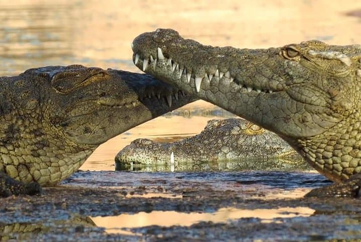 Explore Crocoparc Agadir: Nile Crocodiles, Botanical Gardens & Transfer photo 2