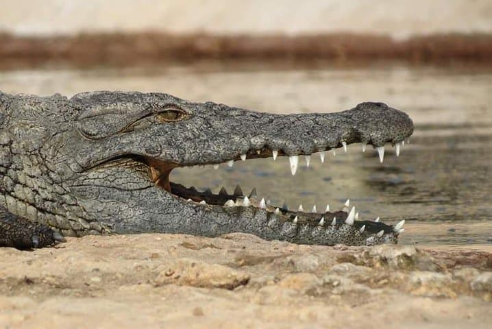 Explore Crocoparc Agadir: Nile Crocodiles, Botanical Gardens & Transfer photo 3