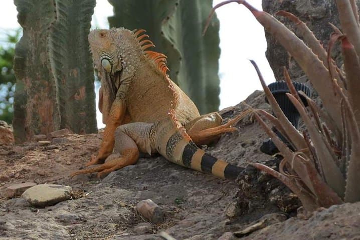 Explore Crocoparc Agadir: Nile Crocodiles, Botanical Gardens & Transfer photo 4