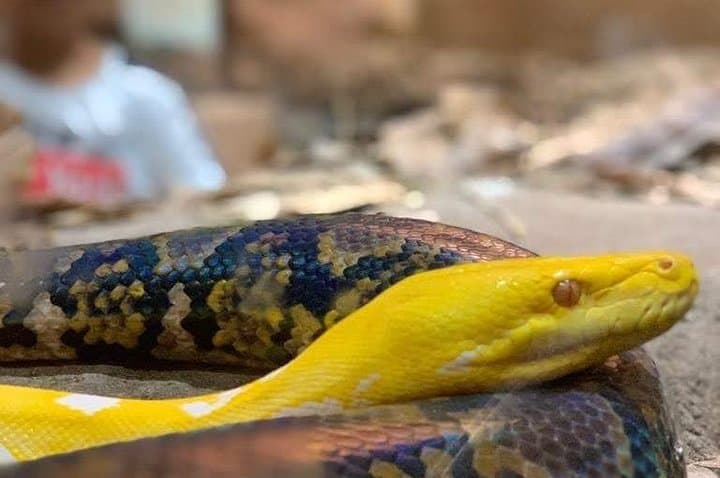 Explore Crocoparc Agadir: Nile Crocodiles, Botanical Gardens & Transfer photo 5