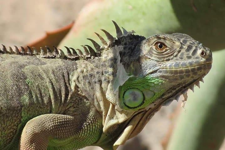 Explore Crocoparc Agadir: Nile Crocodiles, Botanical Gardens & Transfer photo 6