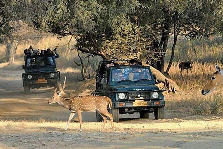 Private Day Trip to Ranthambore National Park from Jaipur — Safari, Wildlife & Practical Guide photo 4