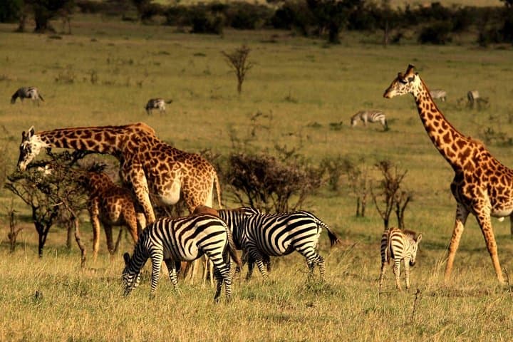 3-Day Ngorongoro Crater Camping Safari: Big Five, Flamingos & Local Culture