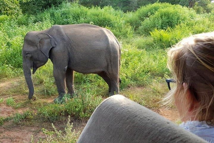 Udawalawe National Park Half-Day Safari — Elephant Encounters & Reservoir Views photo 1
