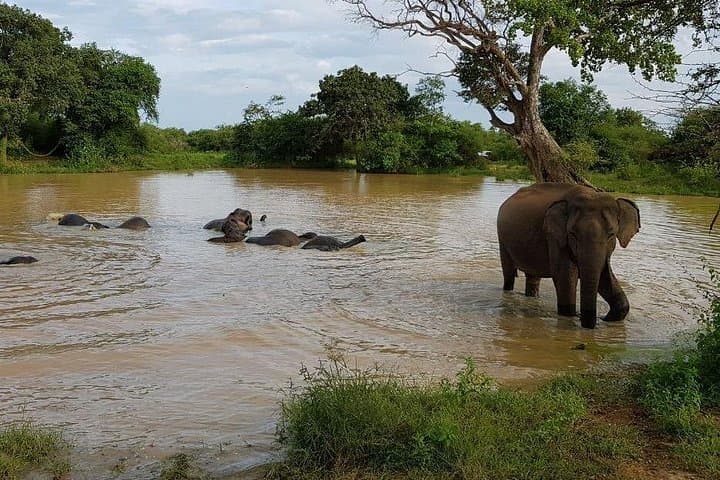 Udawalawe National Park Half-Day Safari — Elephant Encounters & Reservoir Views photo 2