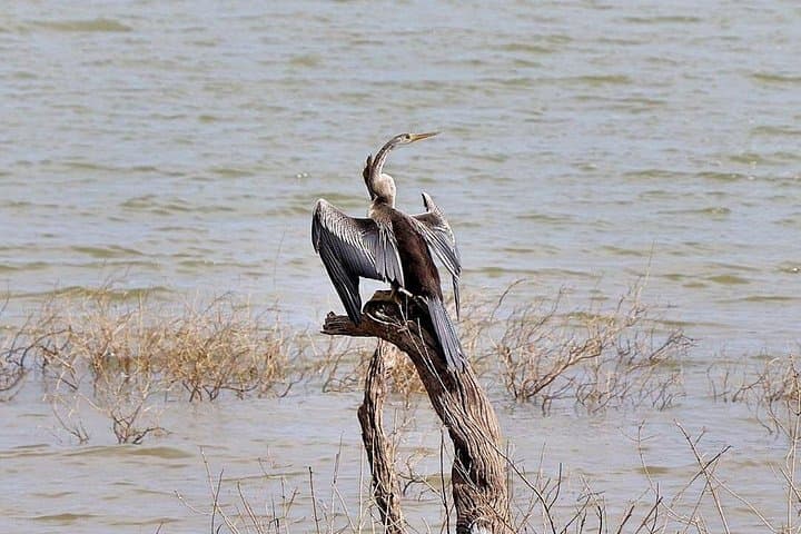 Udawalawe National Park Half-Day Safari — Elephant Encounters & Reservoir Views photo 4