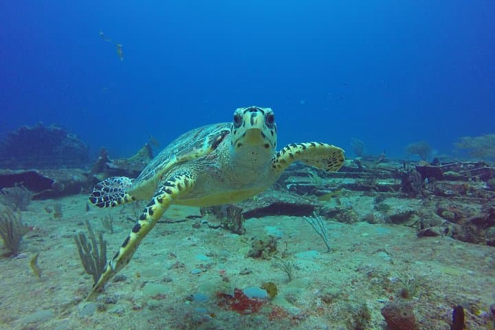 Sand Dollar Half Day Snorkel Trip to Creole Rock — St. Martin Snorkeling Excursion photo 3