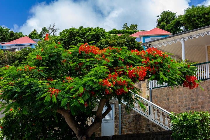 St Barts Day Trip from St Maarten — Ferry to Gustavia, Beaches & Snorkeling photo 5