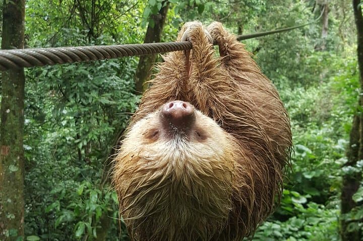 La Carpintera Zip Line & Rappel Canopy Tour — Half-Day from San José photo 6