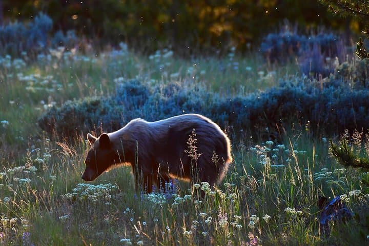 Ultimate Yellowstone Wolf Watching & Wildlife Safari: Private Guided Adventure photo 3