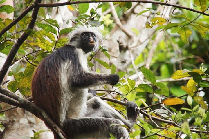 Jozani Forest Tour: See Zanzibar’s Red Colobus and Mangrove Boardwalk photo 4