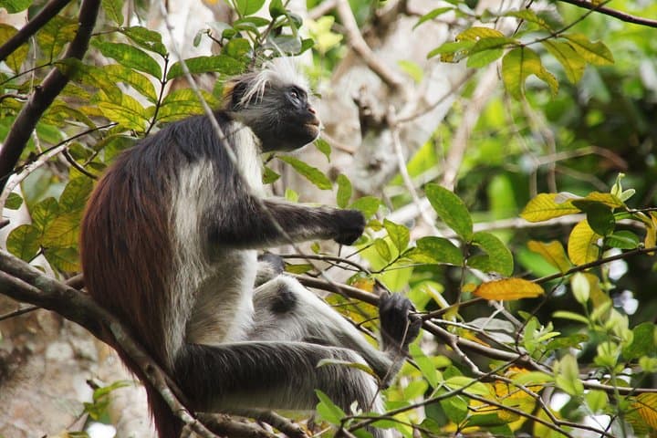 Jozani Half-Day Walking Tour: Up-Close Encounters with Zanzibar's Red Colobus photo 3