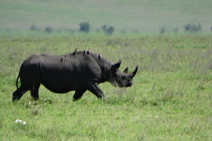 2-Day Safari from Arusha: Tarangire & Ngorongoro Crater Wildlife Adventure photo 1