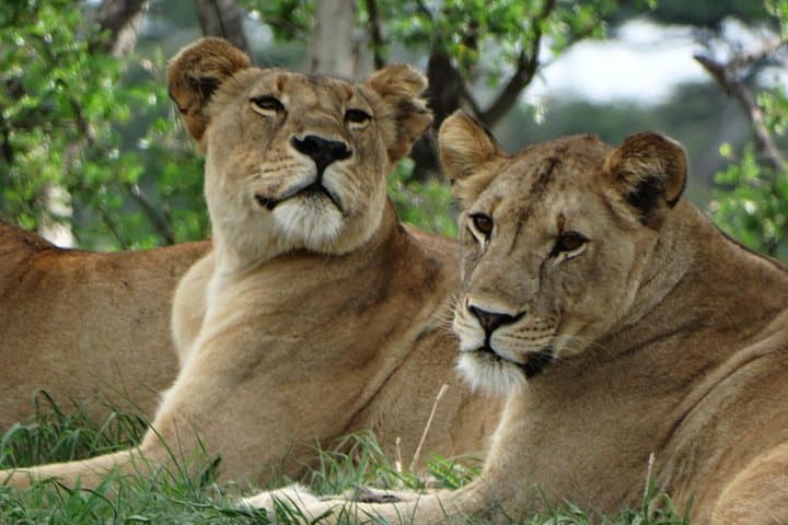 2-Day Safari from Arusha: Tarangire & Ngorongoro Crater Wildlife Adventure photo 3