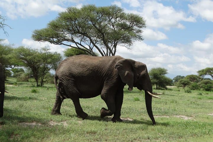 2-Day Safari from Arusha: Tarangire & Ngorongoro Crater Wildlife Adventure photo 4