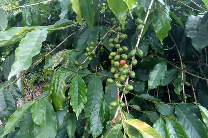 Craighton Blue Mountain Coffee Tasting & Farm Tour — From Port Royal photo 5