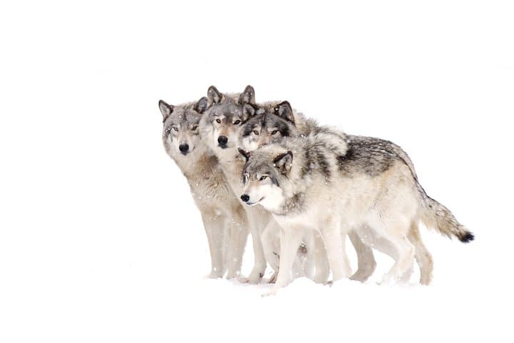 Yellowstone Winter Wolf Safari: 4-Day Wildlife Tour from Bozeman photo 2