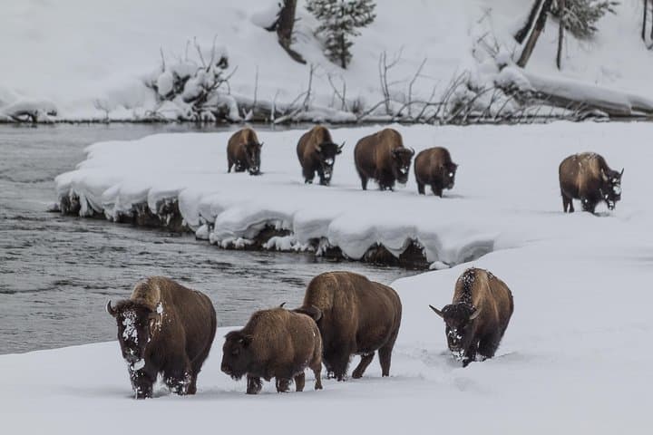 Yellowstone Winter Wolf Safari: 4-Day Wildlife Tour from Bozeman photo 3