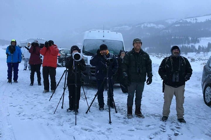 Yellowstone Winter Wolf Safari: 4-Day Wildlife Tour from Bozeman photo 4