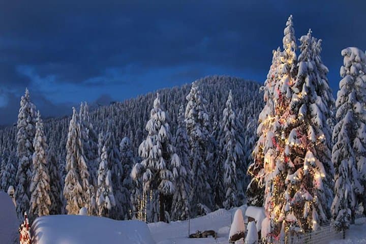 Private North Shore Peaks: Grouse, Cypress & Mount Seymour Day Tour from Vancouver photo 6