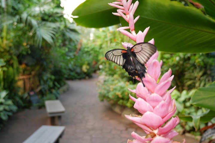 Victoria Butterfly Gardens: Tropical Rainforest Walk & Admission Ticket photo 3