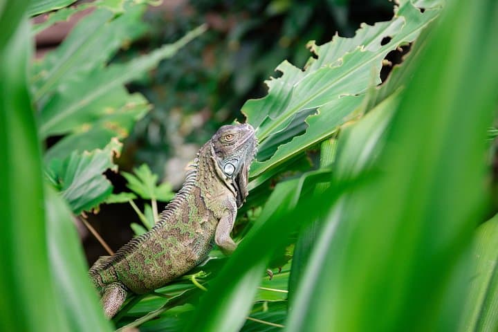 Victoria Butterfly Gardens: Tropical Rainforest Walk & Admission Ticket photo 4