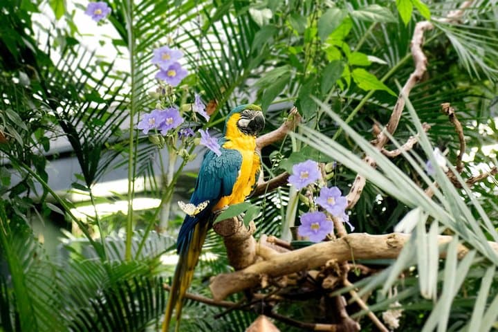 Victoria Butterfly Gardens: Tropical Rainforest Walk & Admission Ticket photo 5