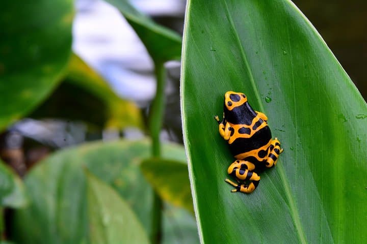 Victoria Butterfly Gardens: Tropical Rainforest Walk & Admission Ticket photo 6