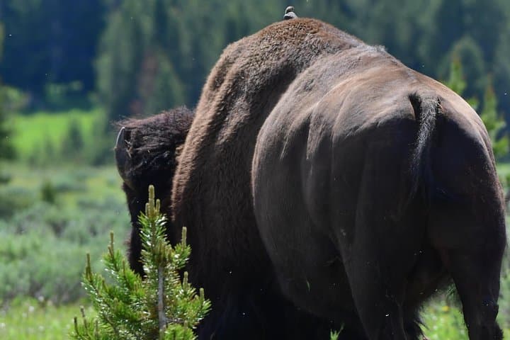 Ultimate Yellowstone Wolf Watching & Wildlife Safari: Private Guided Adventure photo 5
