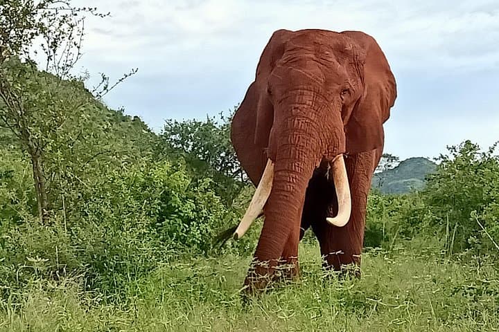 Tsavo Explorer Safari — 2-Day Game Drives to See Red Elephants & Voi Lodge