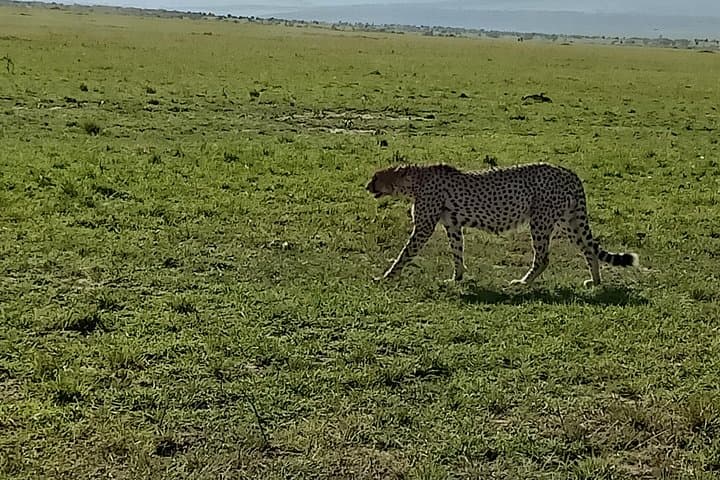Ultimate Kenyan Wildlife Safari and Conservation Experience photo 2
