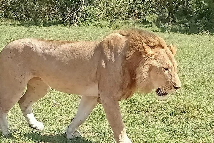 Tsavo Explorer Safari — 2-Day Game Drives to See Red Elephants & Voi Lodge photo 5